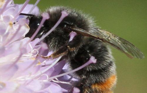 Bombus sp.